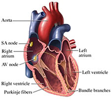 Electrophysiology Services